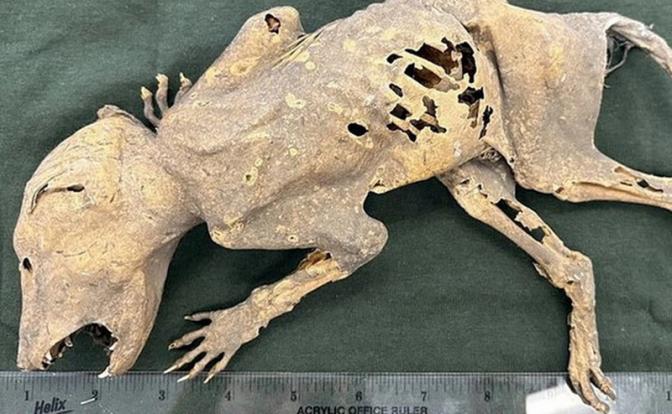 Животное с человеческими руками шокировало ученых