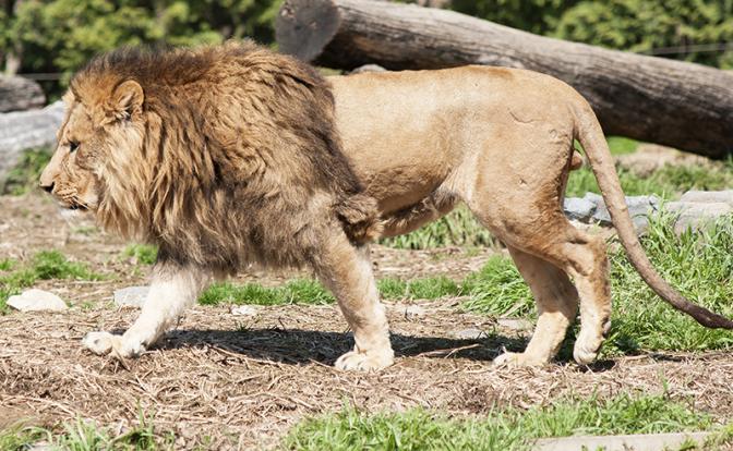 Лев растерзал пятилетнего мальчика во время игры