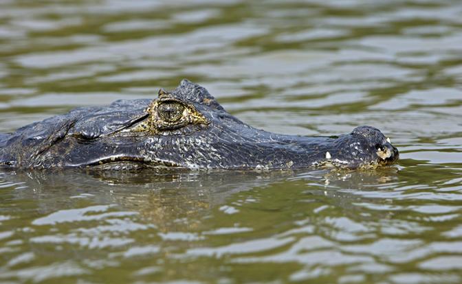 Во время рыбалки крокодил съел мужчину