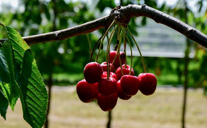 Стали известны основные причины аллергии на вишню