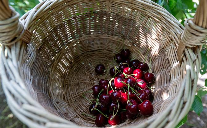 Названа безопасная доза черешни
