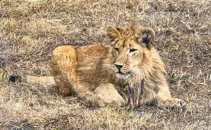 Экзотический питомец российского блогера стал причиной полицейского расследования