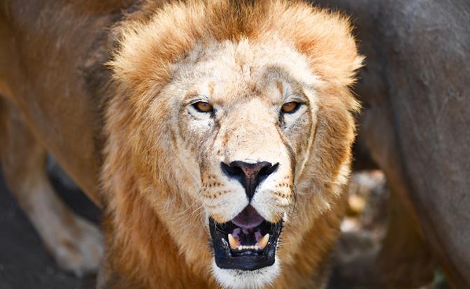 Жители Сургута начали мстить блогеру за львенка, который живет на его участке в вагончике