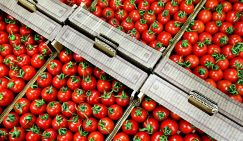 Москва бьет тревогу: Восточная плодожорка с остервенением набросилась на помидоры из Азербайджана