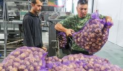 Кто схомячил «второй хлеб»? Аграрии и чиновники пытаются обуздать цены на картофель