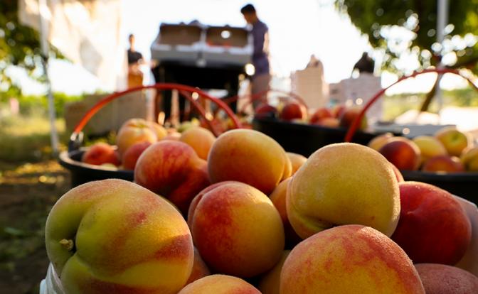 Россельхознадзор уполномочен заявить: Азербайджан завозил в Россию вредителей