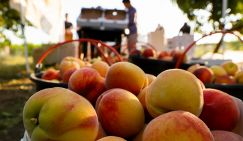 Россельхознадзор уполномочен заявить: Азербайджан завозил в Россию вредителей