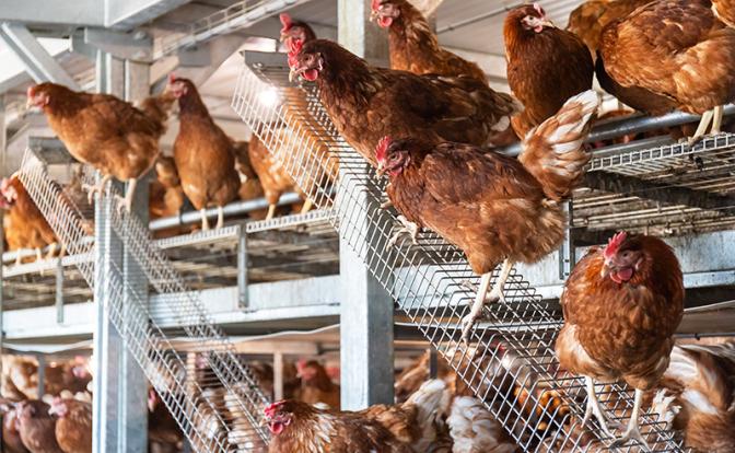 Российские фермеры начали массово уничтожать кур-несушек из-за падения цен на яйца