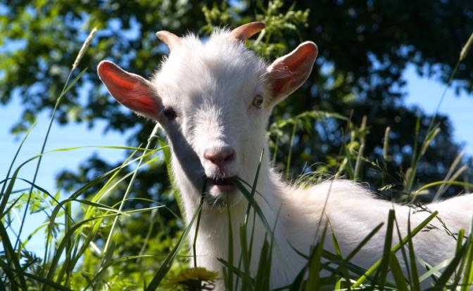 Судебные приставы изъяли у московского фермера знаменитых «бутовских коз»