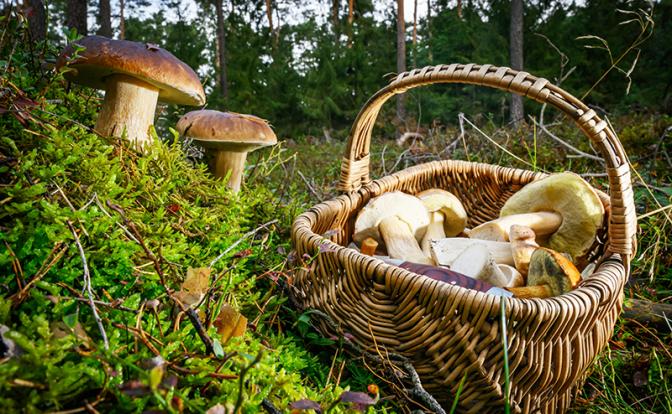 Россиянам рассказали, когда начнется супергрибной сезон