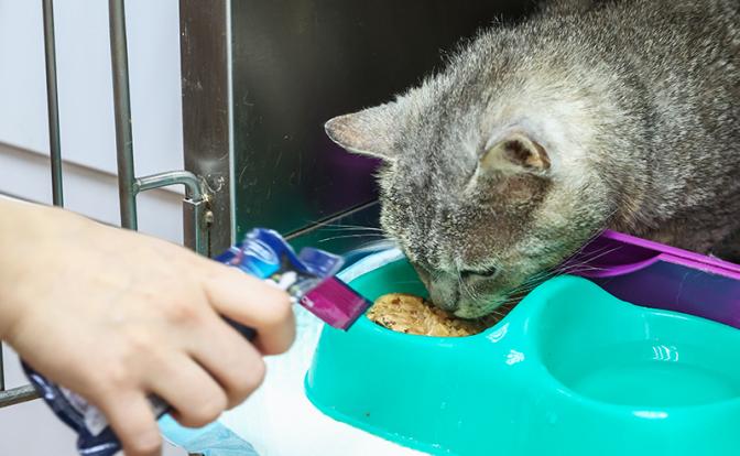 Ветеринар рассказал, почему нельзя оставлять кошачий корм в миске