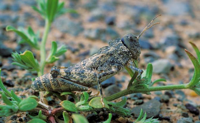 Саранча атаковала Киев