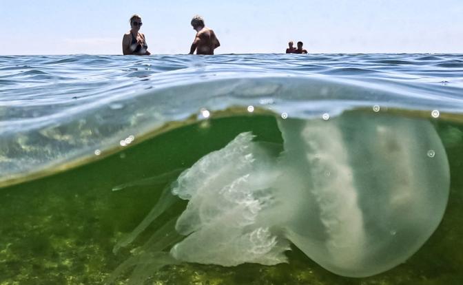 Азовское море кишит китайским деликатесом – и есть неожиданное решение проблемы