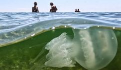 Азовское море кишит китайским деликатесом – и есть неожиданное решение проблемы