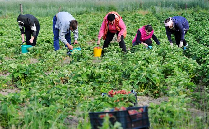 Спину скрутило: Несколько советов дачникам, которые любят бить рекорды на своих участках