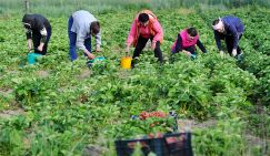 Спину скрутило: Несколько советов дачникам, которые любят бить рекорды на своих участках