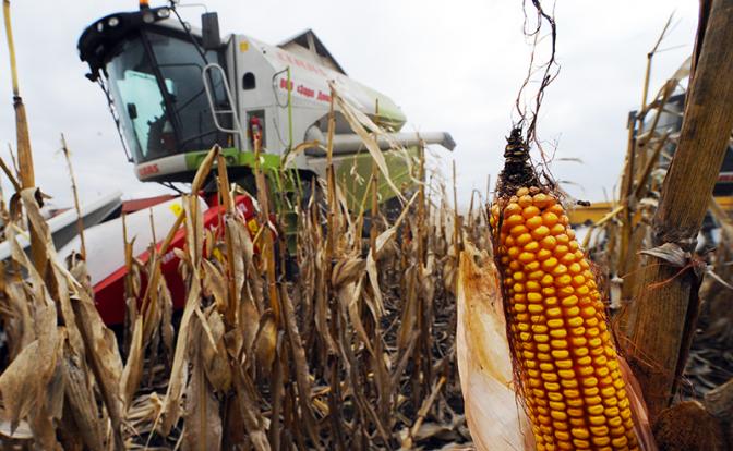 «Минус 25%»: На юге России заговорили о серьезных проблемах со сбором урожая