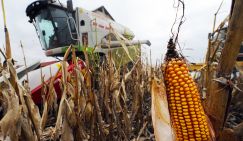 «Минус 25%»: На юге России заговорили о серьезных проблемах со сбором урожая