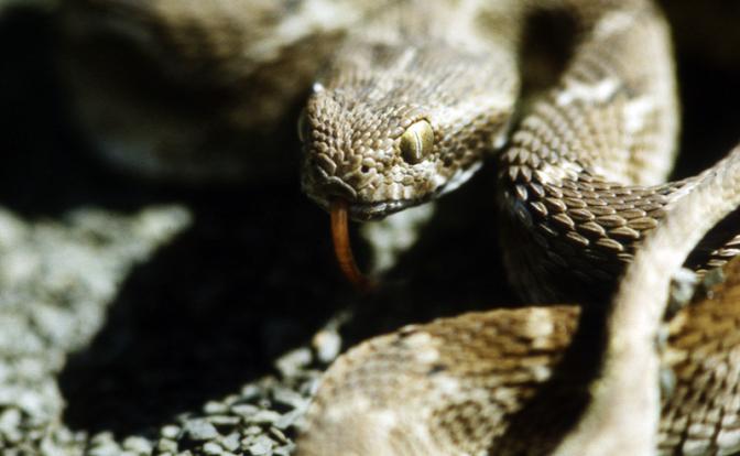 Годовалый малыш загрыз 70-сантиметровую кобру