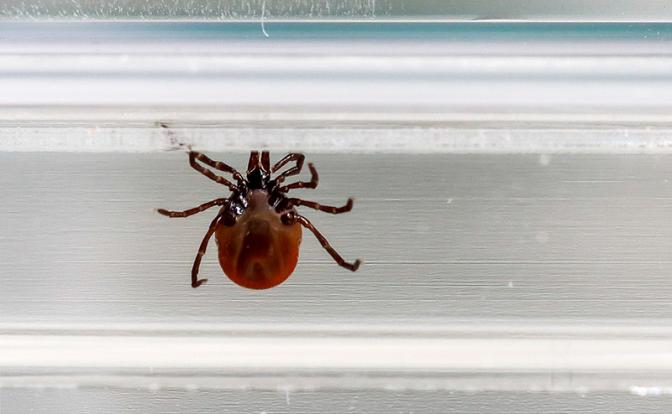 Медик рассказала, какие срочные меры нужны после укуса клеща