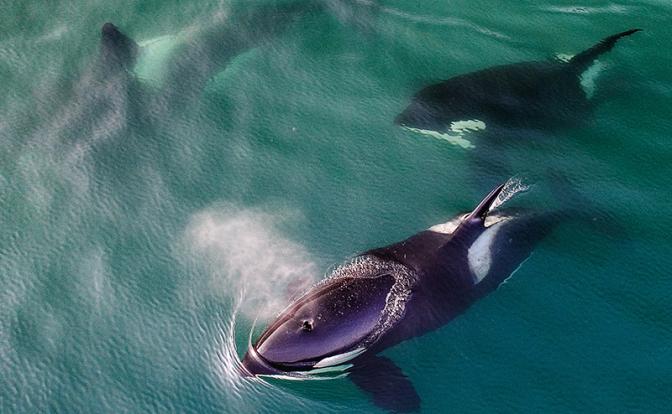 СМИ: Косатки практикуют утопление своей жертвы