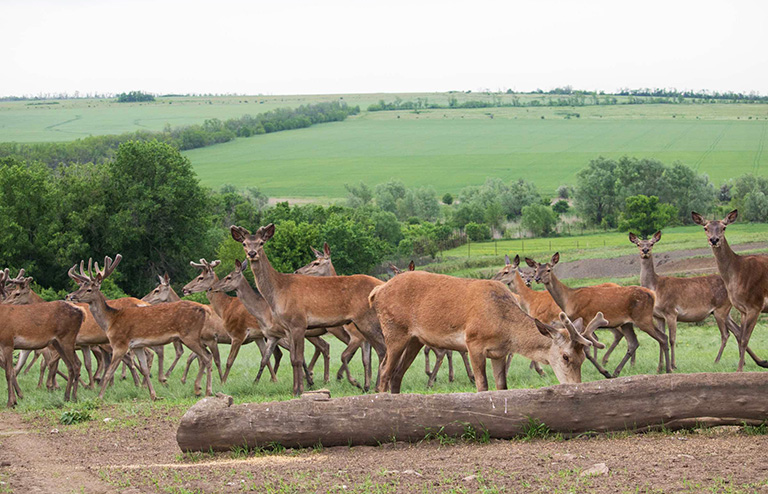 Официальный портал Правительства Ростовской области