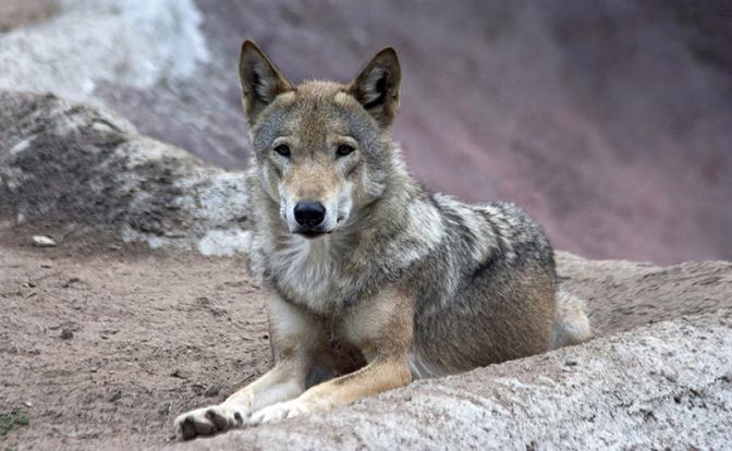 Волк утащил ребенка в заповедник