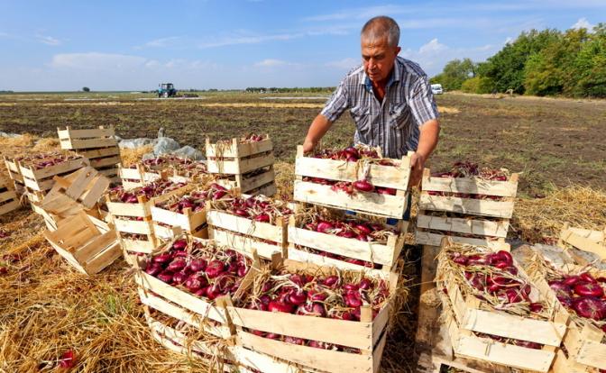 На фото: основатель хозяйства по выращиванию ялтинского лука во время его уборки.