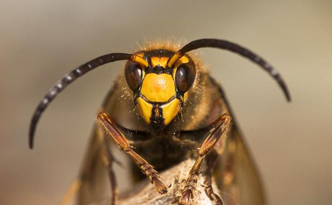 Шершни едва не убили лесничего под Тюменью: мужчину эвакуировали на вертолете