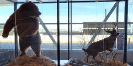 Путин и Трамп встретятся в Анкоридже. Почему Аляска и что говорят местные