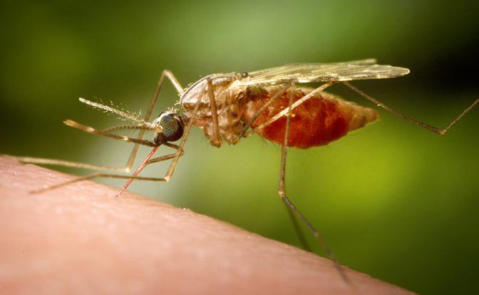 Ученый предупредил россиян о насекомых, которые не менее опасны, чем клещи