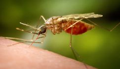 Ученый предупредил россиян о насекомых, которые не менее опасны, чем клещи