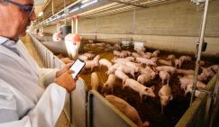 Фермеры в шоке: в новосибирских деревнях усыпили всё поголовье свиней из-за опасной заразы