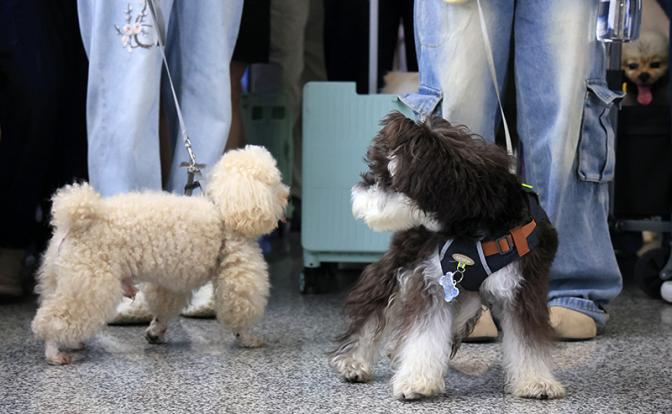 Бедным и занятым россиянам посоветовали не заводить домашних животных