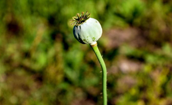 Пищевой мак оказался крайне опасен