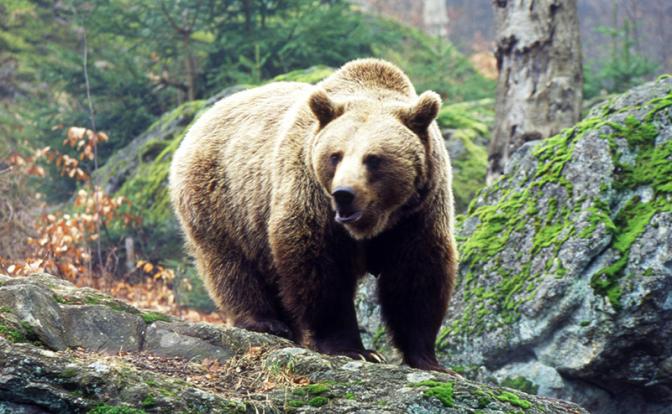 Медведь напал на грибника в Приморье