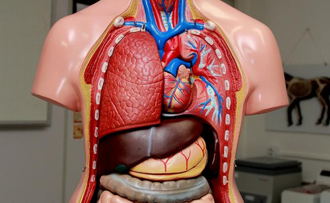 Медик рассказала о полезных привычках, которые опасны для здоровья печени