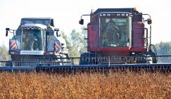 Урожай-2025: Накроет ли Россию эпидемия "гречневой лихорадки" - или мимо просвистит?