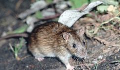 Жуткая экспозиция и запах мертвечины: югорчанин вывешивает трупы крыс под крышей своей дачи