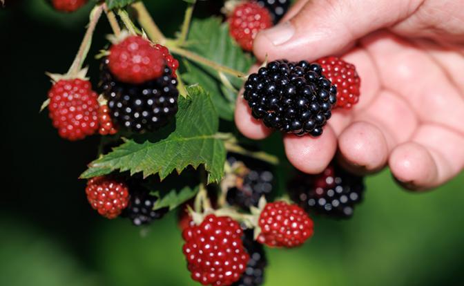 Врач-терапевт назвала ягоду, замедляющую старение