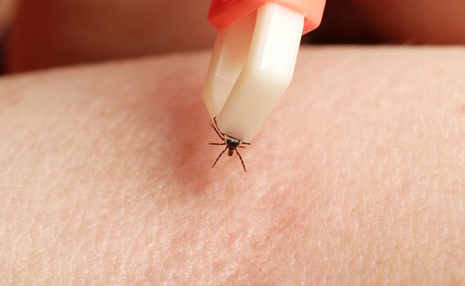 Клещевой энцефалит унес жизни семи человек в Новосибирской области