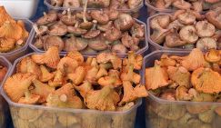 Лисички для неприятеля: зачем Россия кормит Евросоюз дикоросами