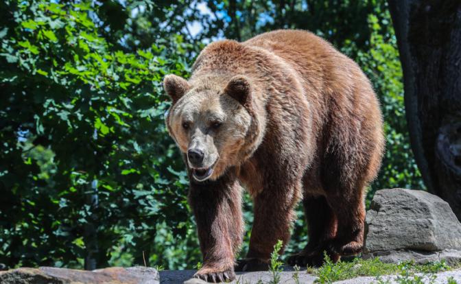 Медведи совсем озверели, народ просит власть не выпускать их из леса