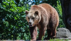 Медведи совсем озверели, народ просит власть не выпускать их из леса