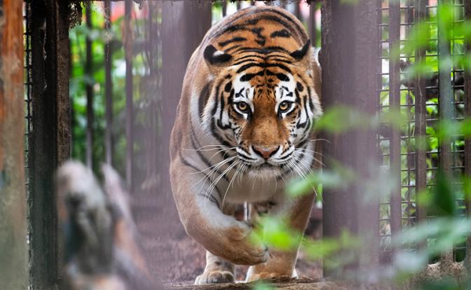 Тигр утащил мужчину прямо с фермы