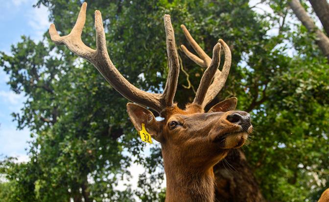 Изюбр убил работника в зоопитомнике Забайкальского края