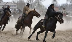 Мигранты "забили козла" в Подмосковье: Кок-бора, древняя игра кочевников, доскакала до Раменского района