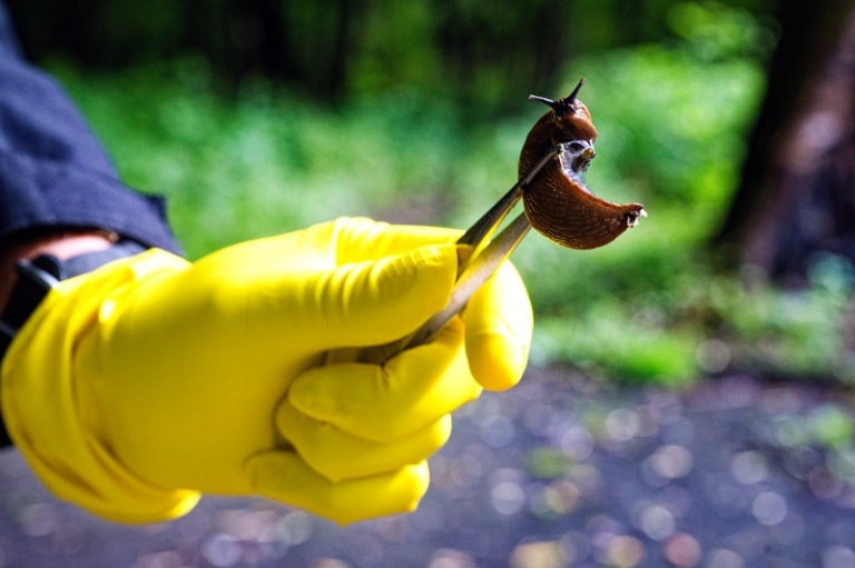 На фото: испанский слизень.