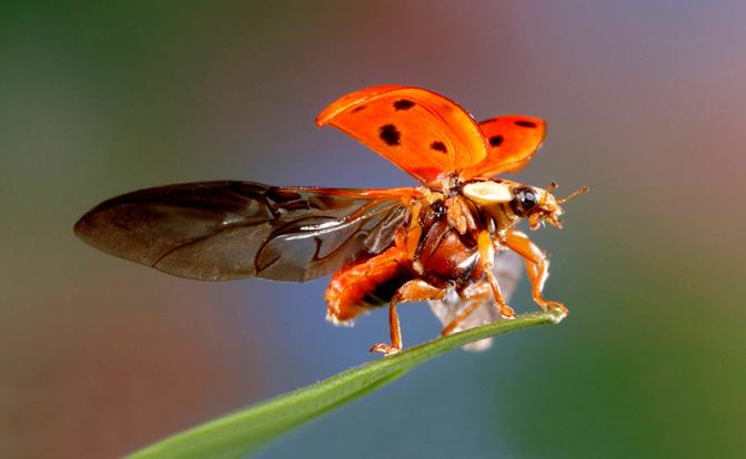 На фото: божья коровка-арлекин(она же 19-пятнистая коровка или азиатская божья коровка).