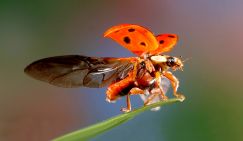 Клопы. Слизни. Кусачие арлекины... Российские города атакуют полчища заморских тварей